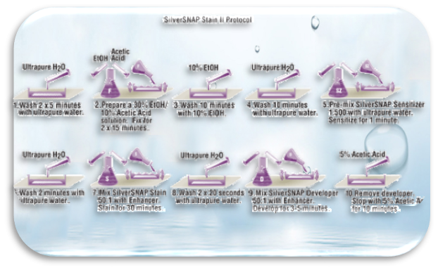 Which grade of water to use for Silver Staining